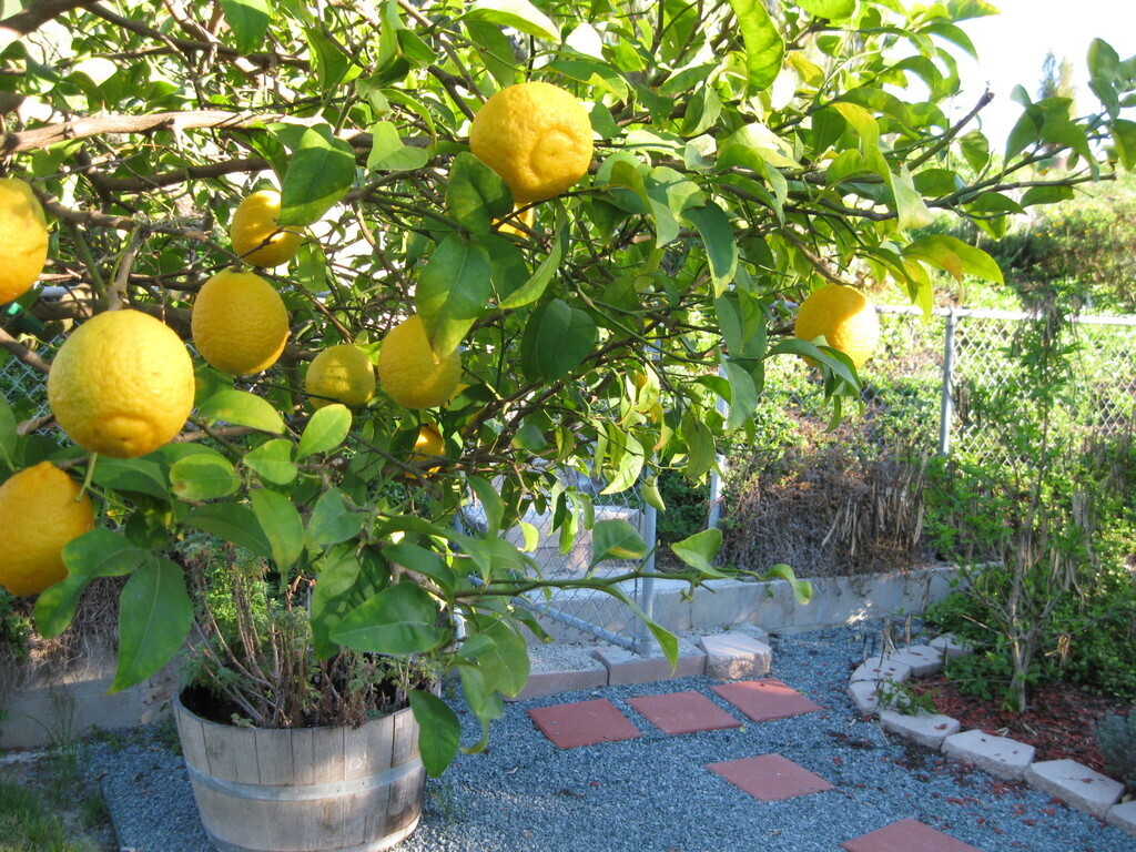 My very productive lemon tree.