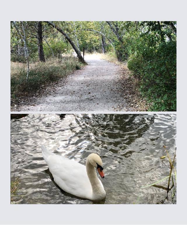 Autumn on the greenbelt along the Boise River
