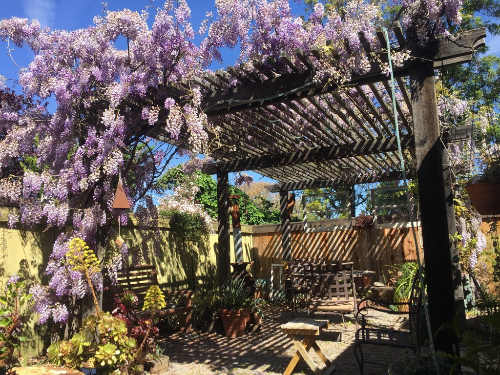 My back patio with Wysteria in bloom