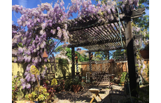 My back patio with Wysteria in bloom