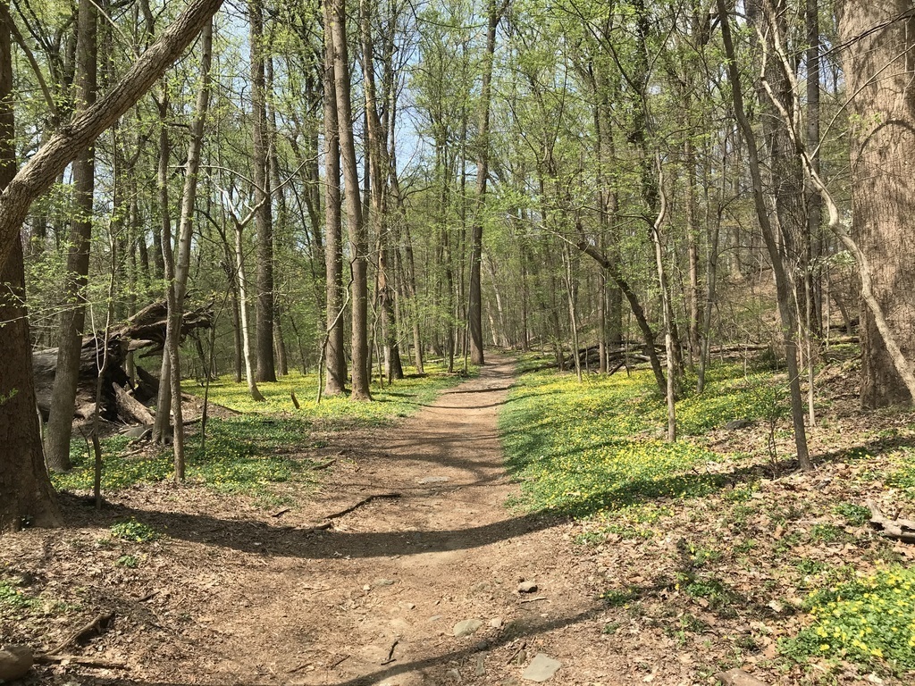 There are quite a few walking trails nearby that can be stringed together for a nice long walk in the woods (like 15km).
