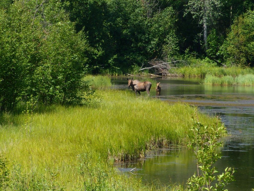 Taken from Chena Hot Springs Road - on the way to the hot springs.