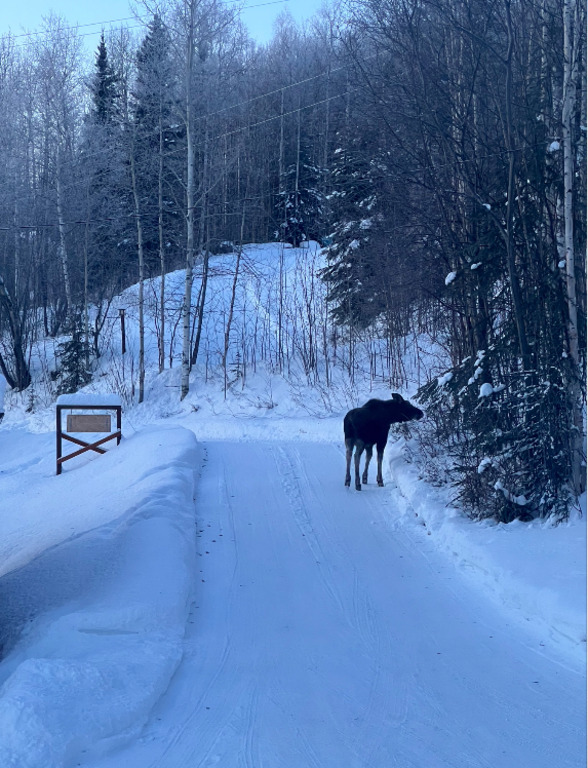 Visitor to the house in January