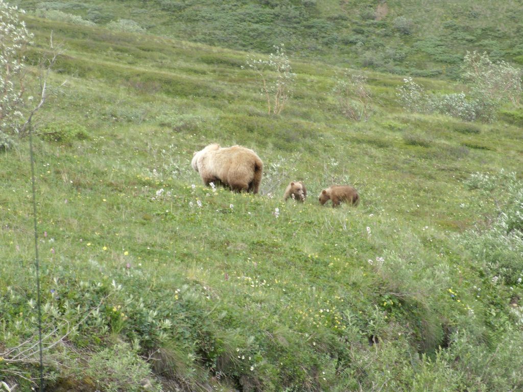 Taken from bus window in Denali Park.