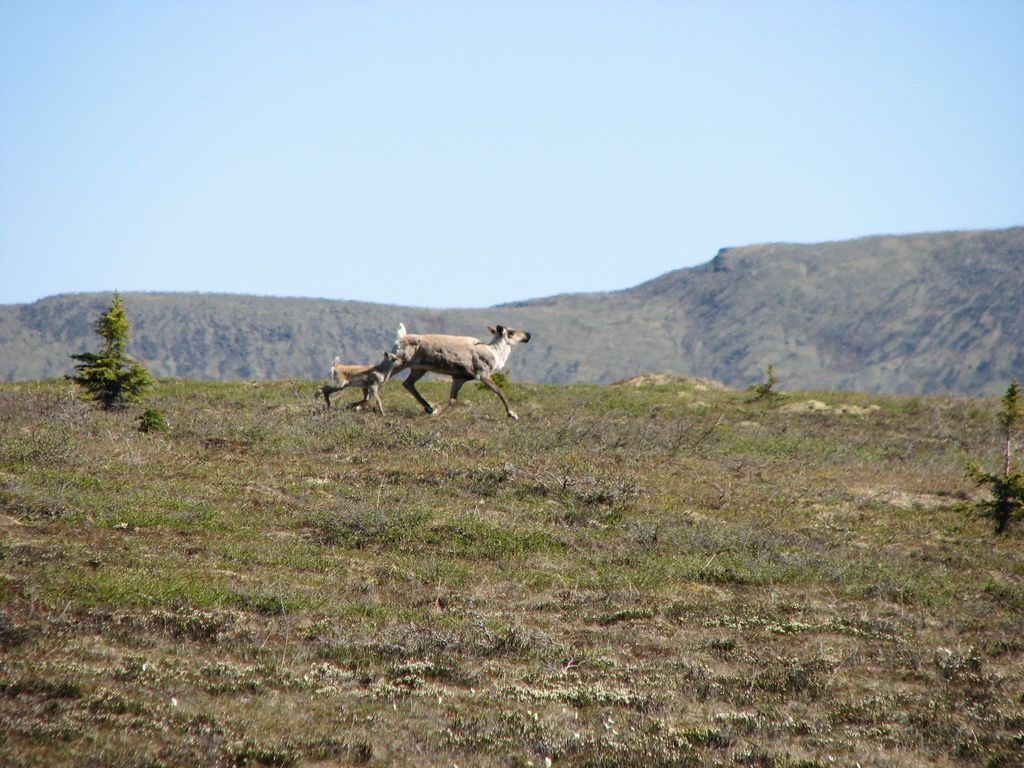 Taken while hiking in Denali Park.