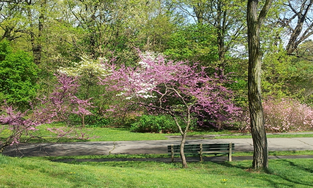 Arnold Arboretum in Spring