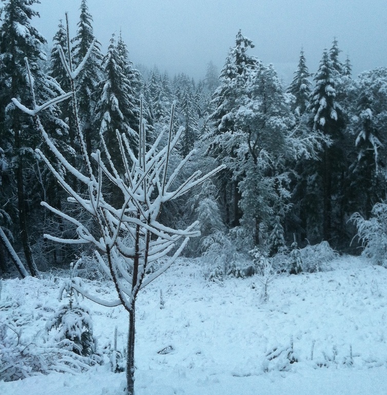 wintertime in our backyard