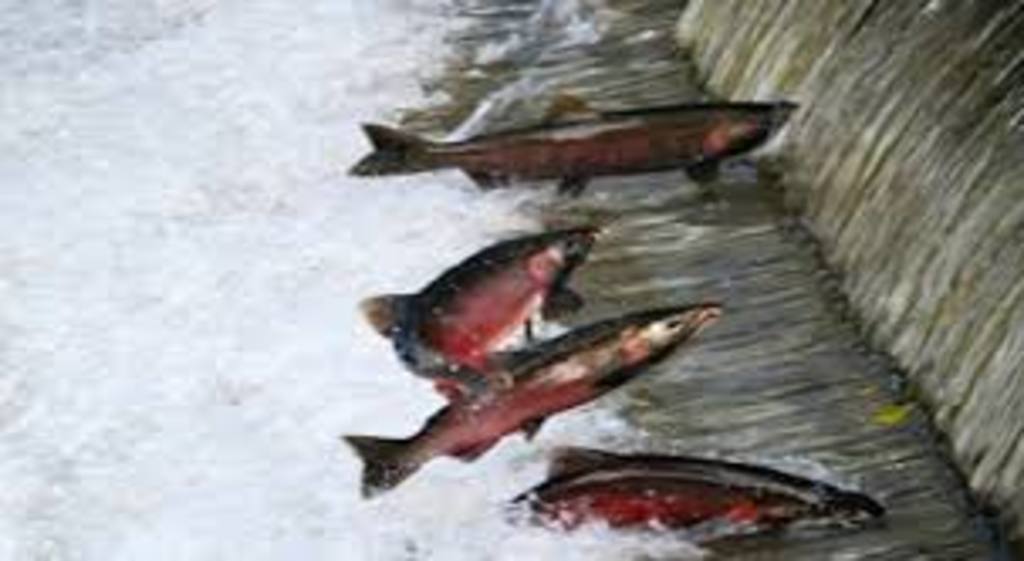 Salmon returning - in the center of the village