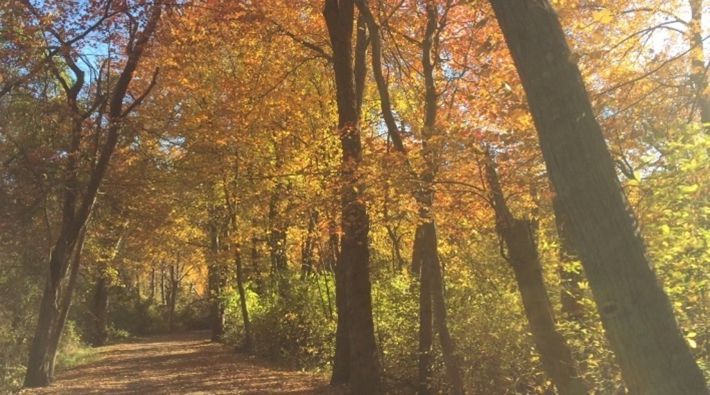 Southard's Pond trails (10 min walk from house)