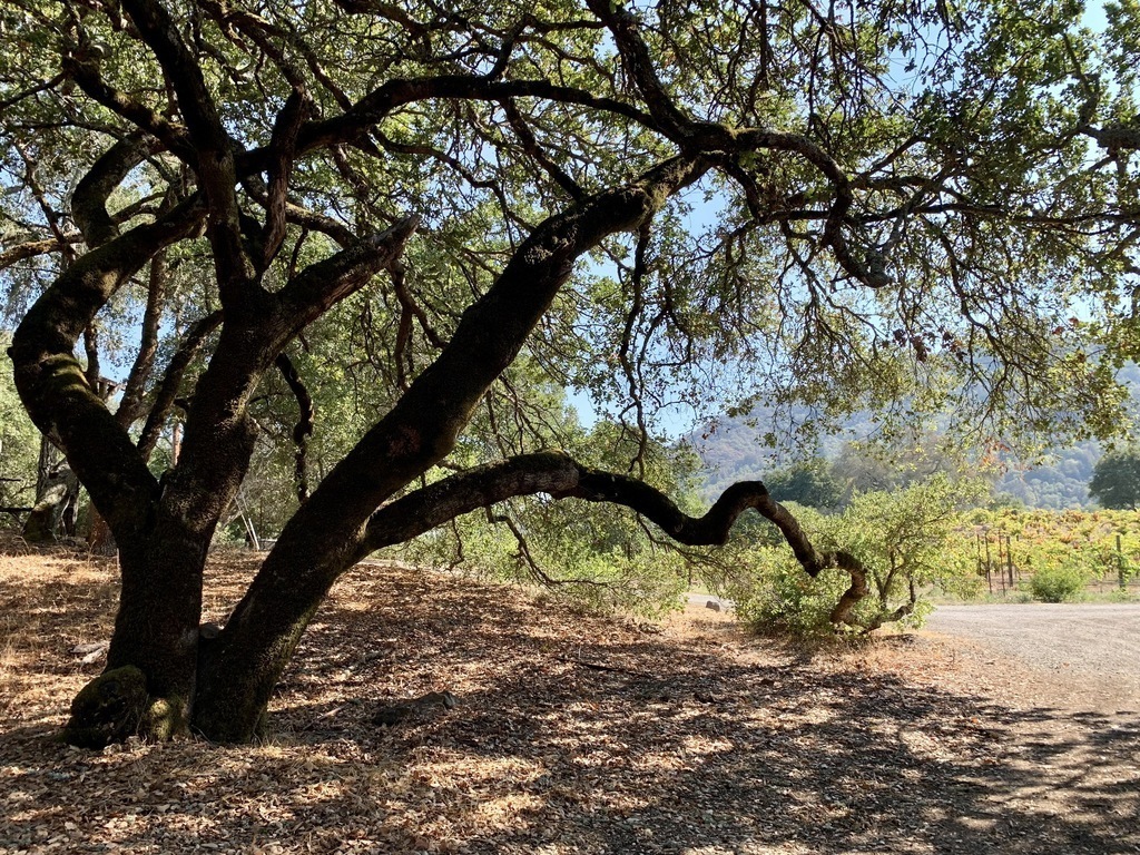 "The Languid Oak." There are five varieties of native oaks on the property.