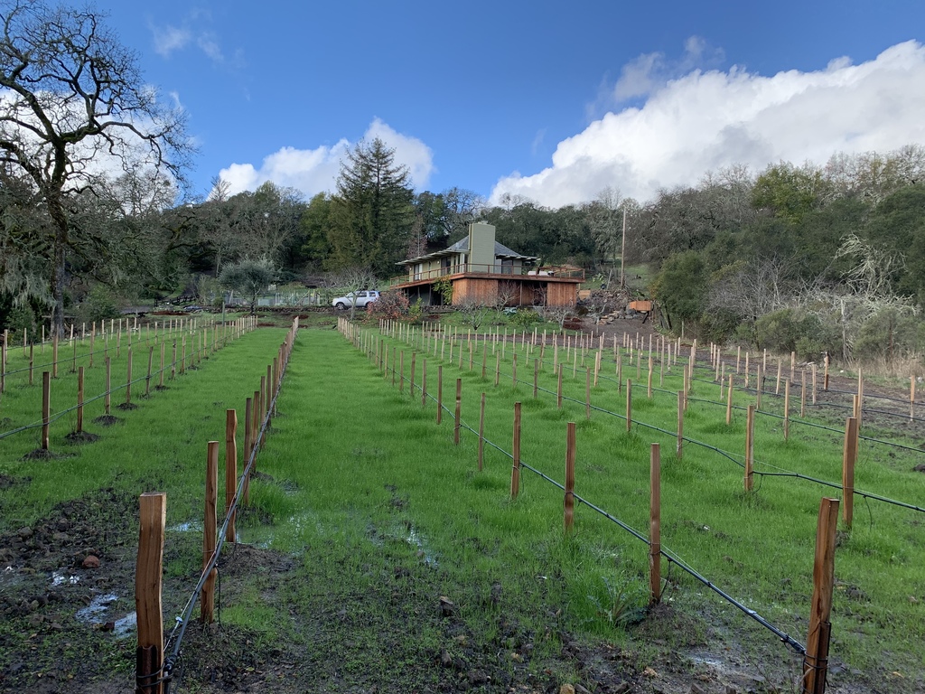 The house from the vineyard in early spring