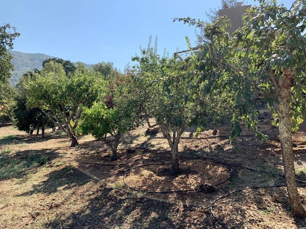 The orchard has 32 various fruit and olive trees