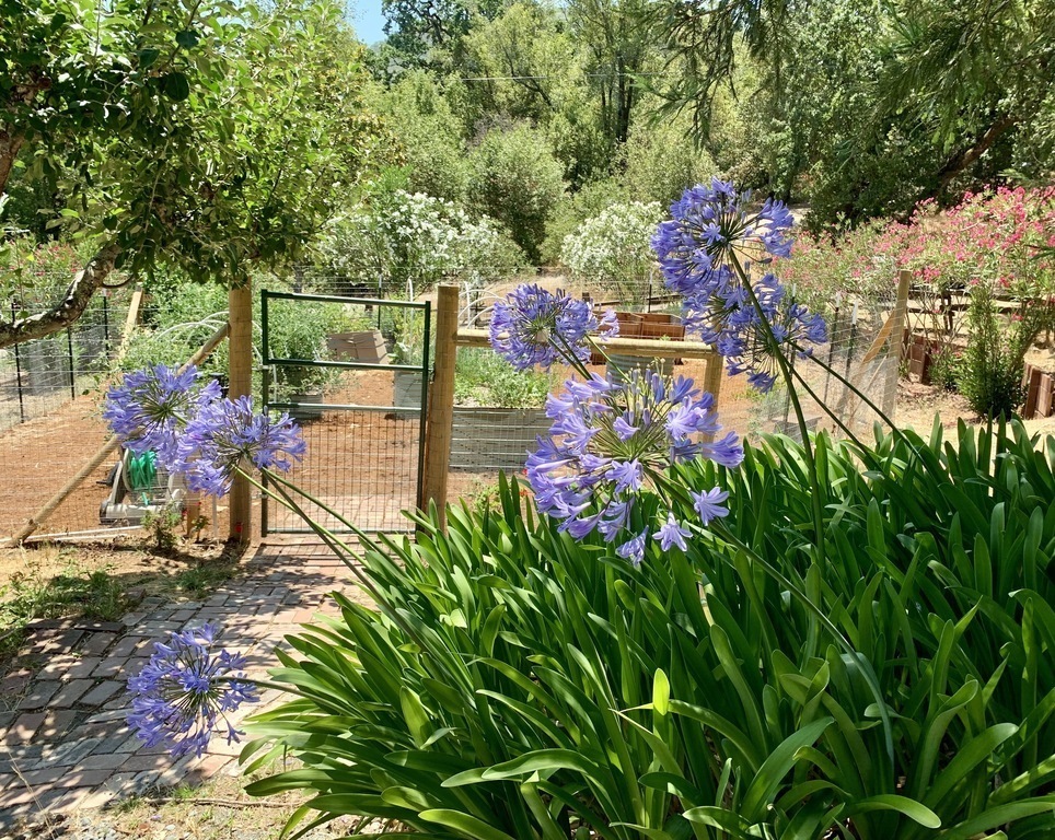 The vegetable garden gate