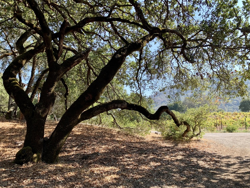 "The Languid Oak." There are five varieties of native oaks on the property.