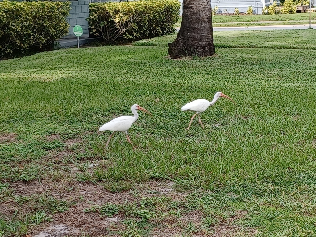 Bird Watching on Our Neighborhood Walks