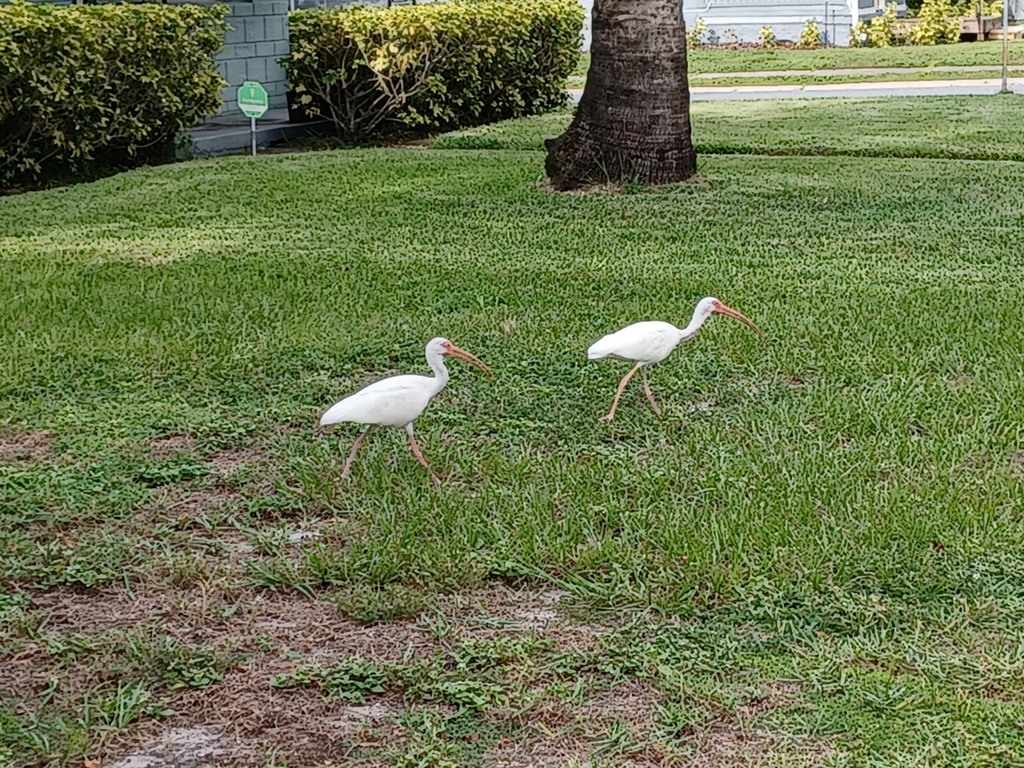 Bird Watching on Our Neighborhood Walks