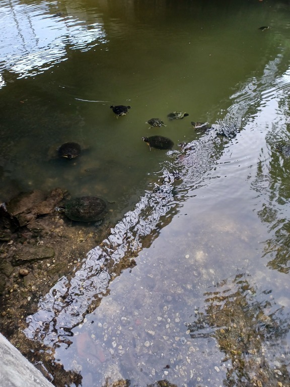 Turtles Under the Bike Trail Bridge Like to be Fed