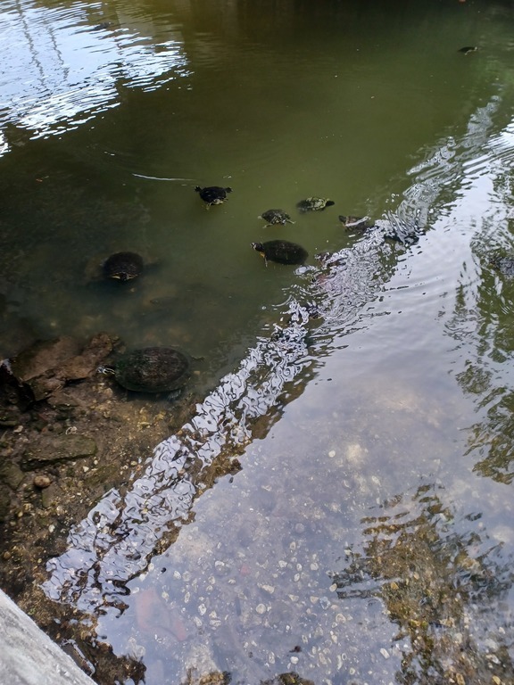 Turtles Under the Bike Trail Bridge Like to be Fed