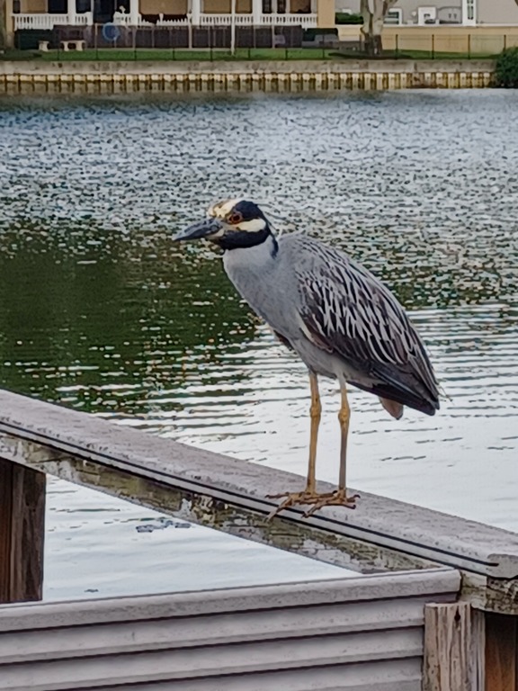One of My Walking Buddies on Coffee Pot Bayou