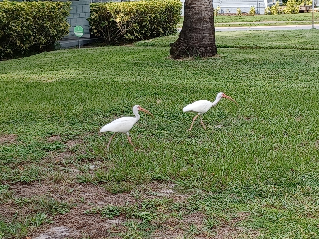 Bird Watching on Our Neighborhood Walks