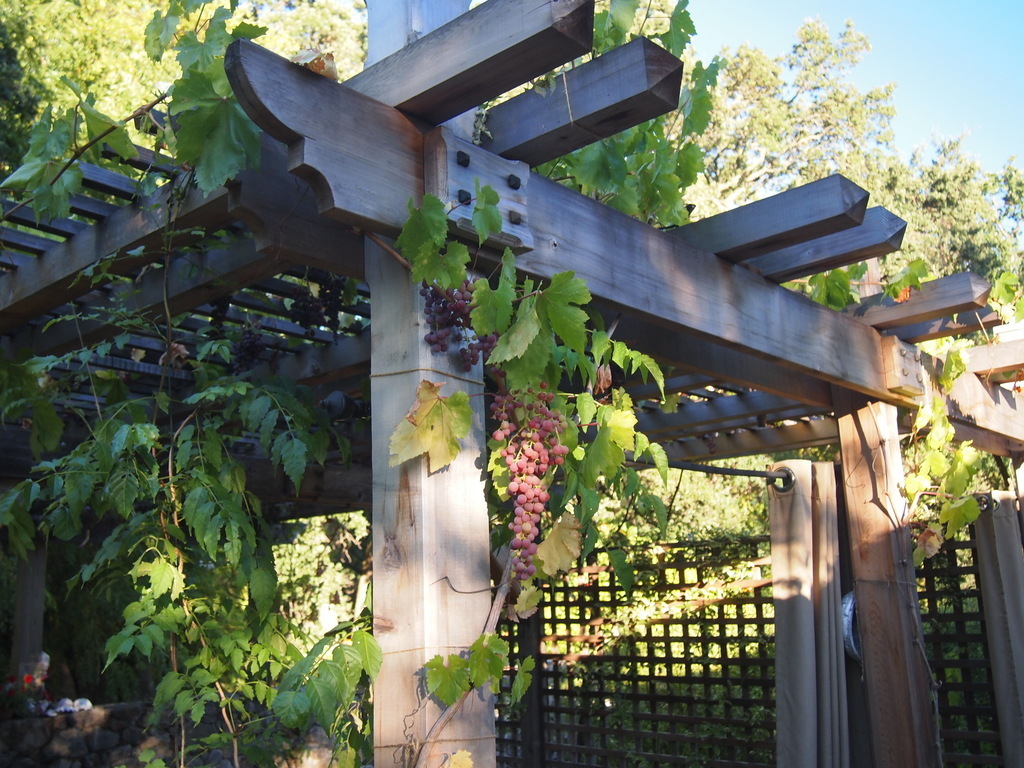 Late afternoon light in the pergola