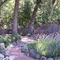 Lavender in the garden