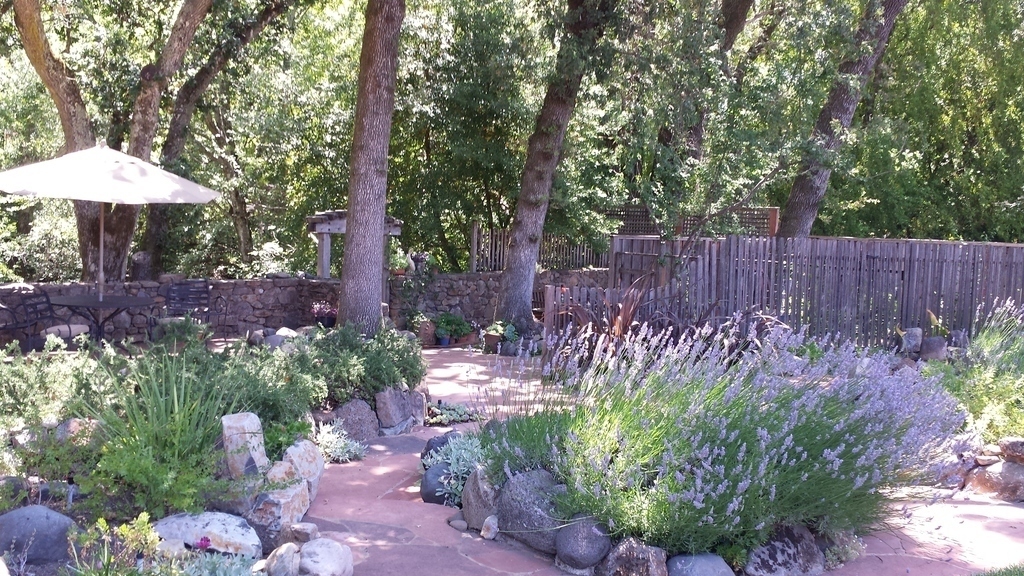 Lavender in the garden
