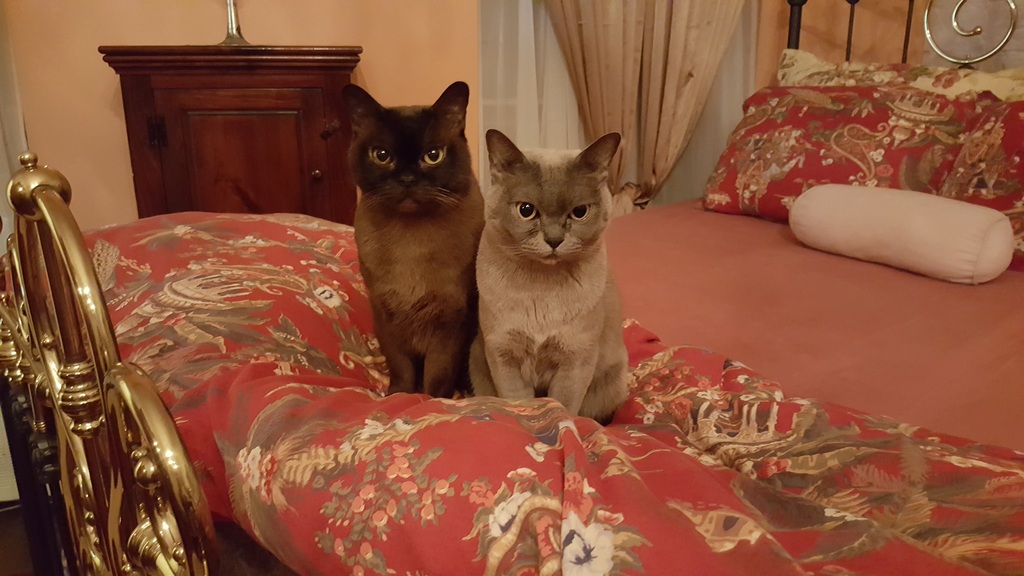 Two friendly cats (who need pills in the morning)