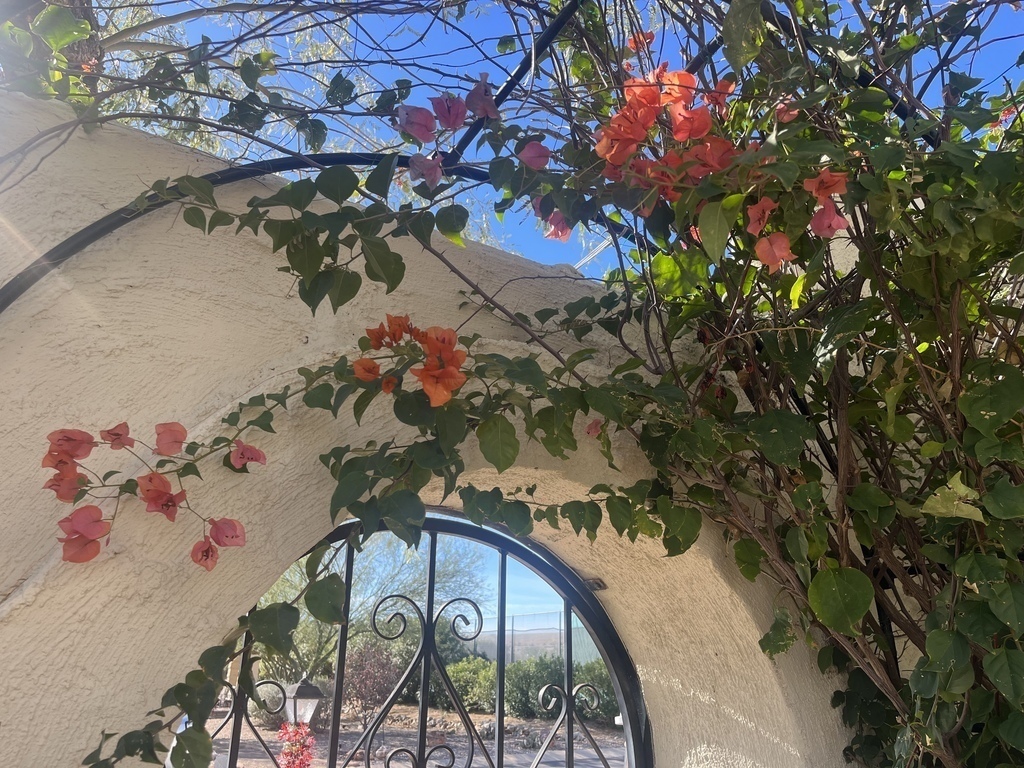 Bougainvillea over Front Gate