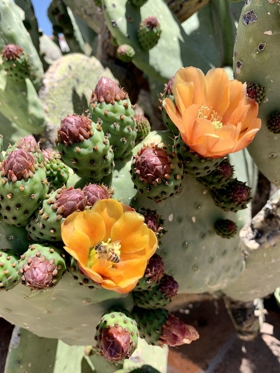 Prickly Pear Bloom in Nearby Community Garden