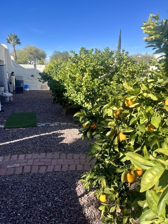 Private Orchard—Lemon and Orange Trees