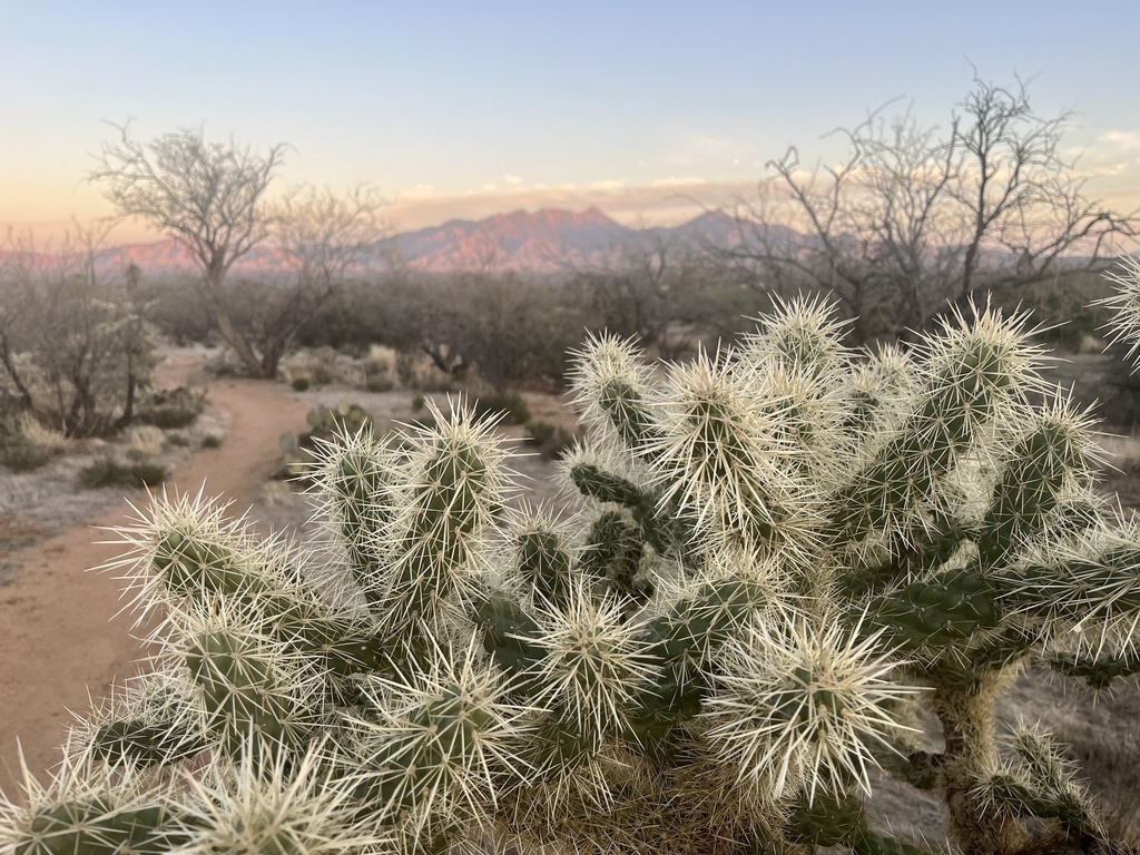 Desert View from Walking Trail