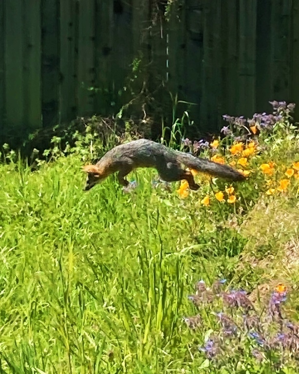 Fox hunting in back yard seen from dining room