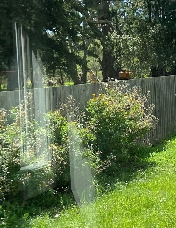 Hawk on the fence seen from kitchen