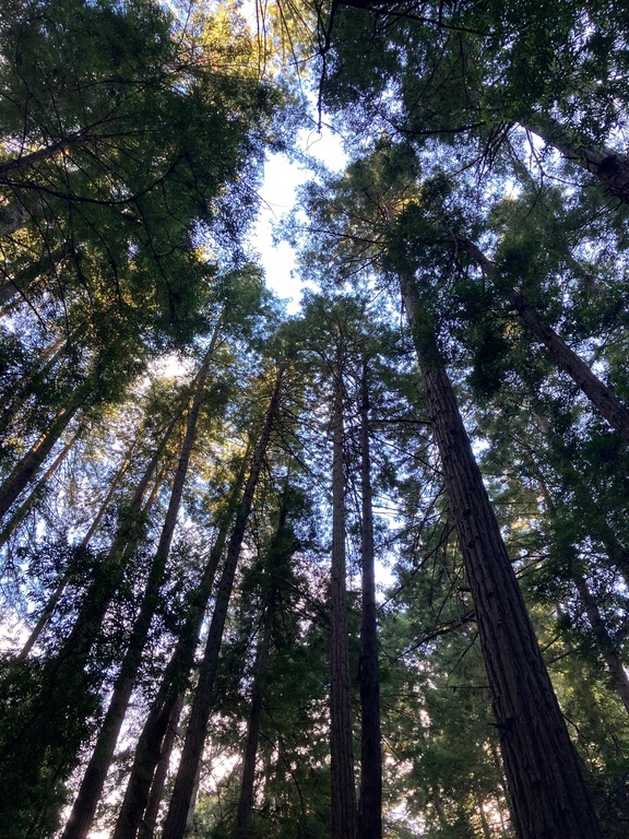 Redwoods at Muir Beach park - 20 minutes away