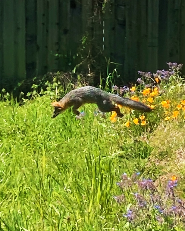 Fox hunting in back yard seen from dining room