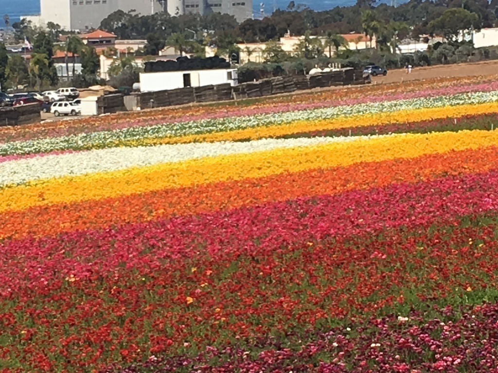 Flower fields Carlsbad (end March - mid May)