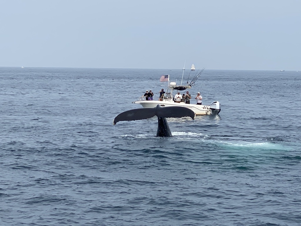 Whalewatching trip is really worth doing from Boston- we took this photo of humpback whale