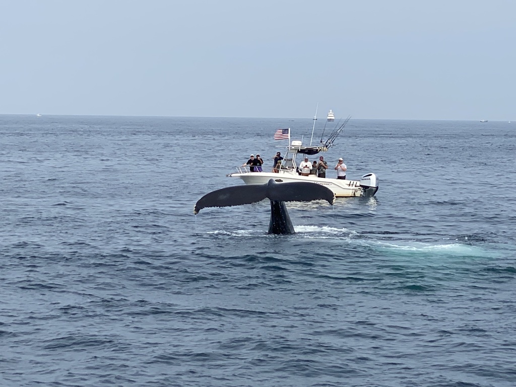 Whalewatching trip is really worth doing from Boston- we took this photo of humpback whale