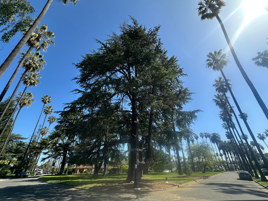 taken from front yard of home!