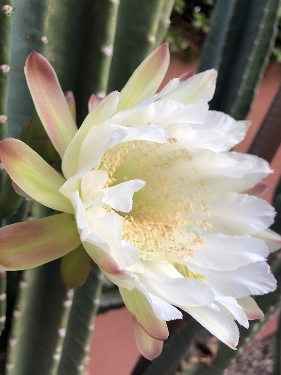 Cactus blossom in my garden