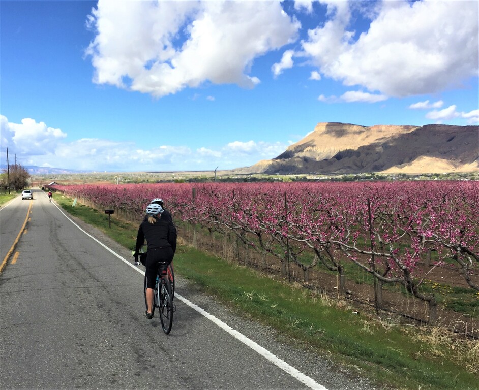 Cycling through the peach orchards in the Grand Valley