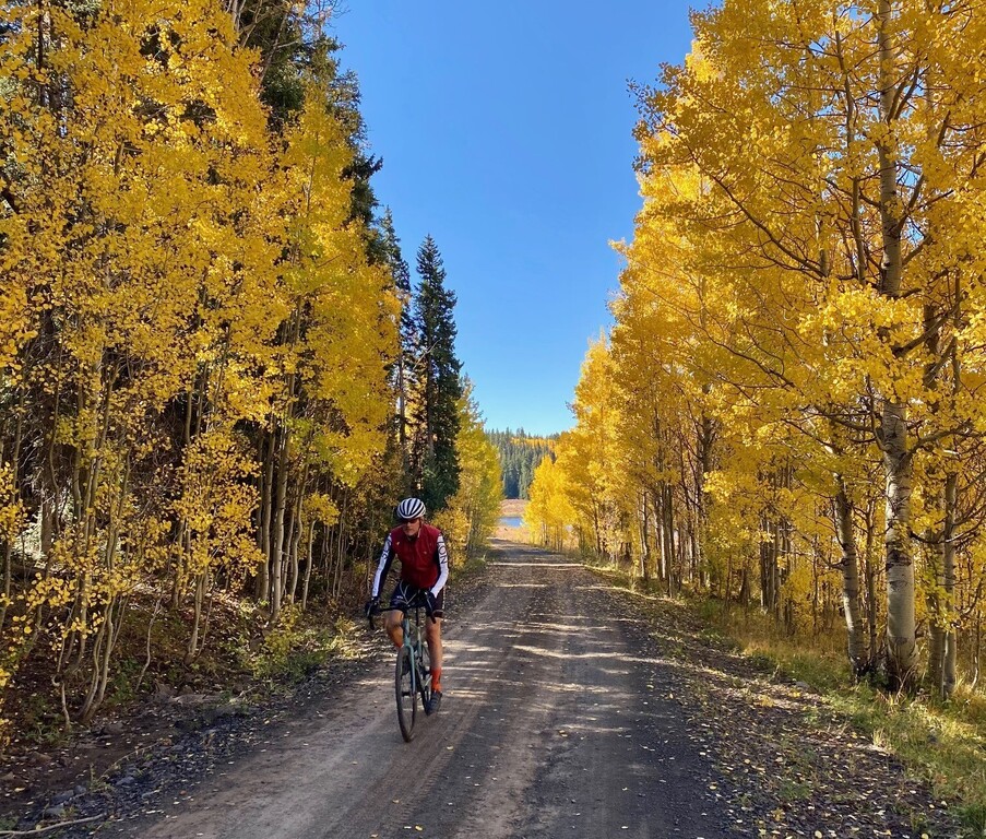 Fall colors of Aspen trees up on the Grand Mesa