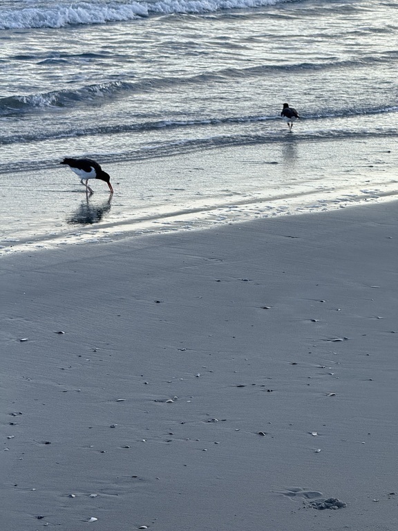 Play in the surf like the birds