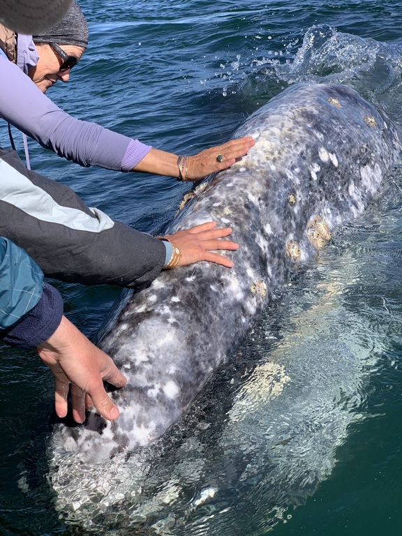Petting California Gray whale