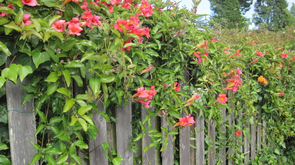 Flowering vines on the front fences creates privacy from the street.