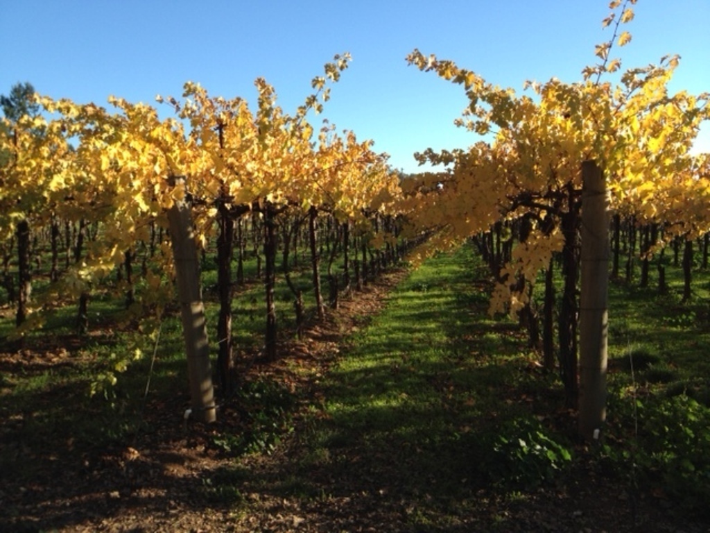 In an hour you can be in Napa Valley or Sonoma for wine tasting and tours