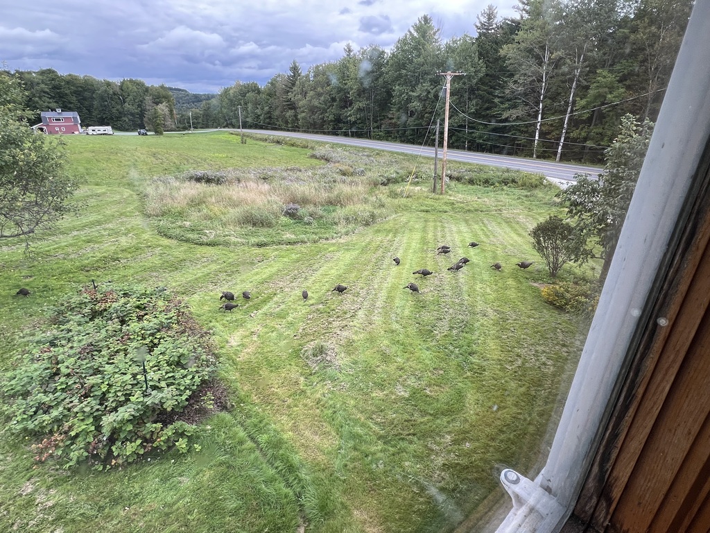 View looking down on the field and the road from the bedroom.  Wild Turkeys often travel through.  