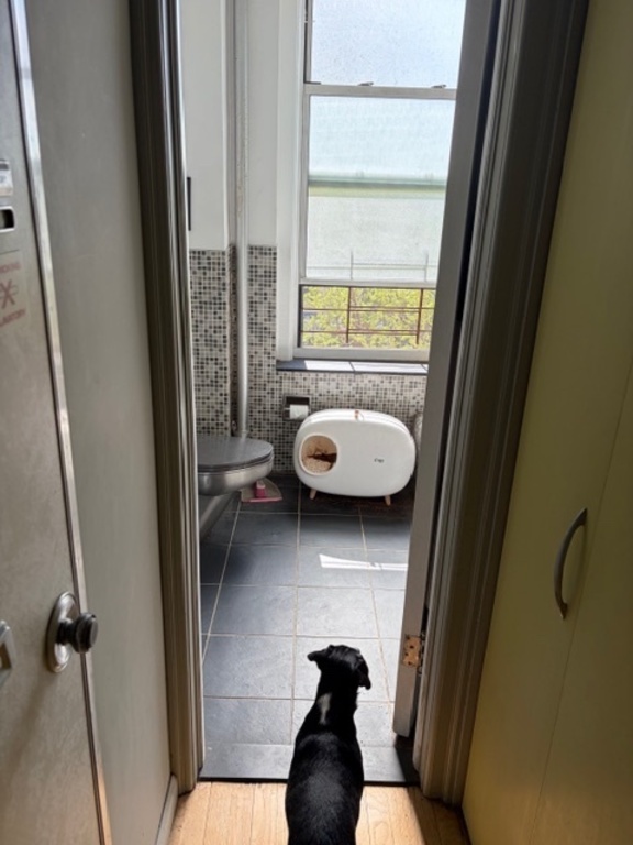 One full bathroom and one half bathroom. Apartment comes with one very friendly cat and bathroom comes with his litter box.