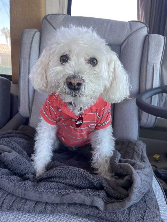 Bentley will stop by to say hello.  He has trouble now going up the stairs to the flat.  You may have to come down to meet hi...